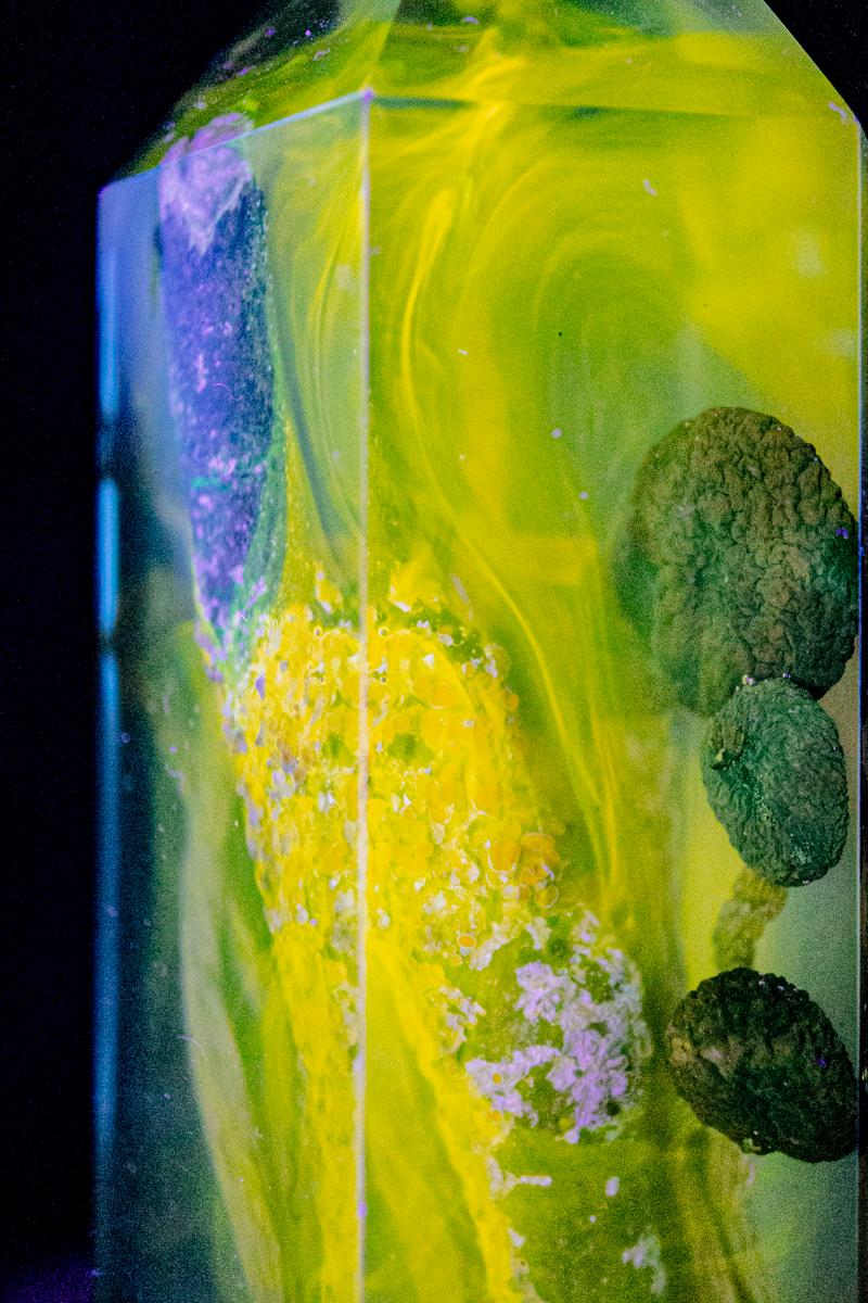 Chemie des Überlebens - Südlicher Ackerling & Buntflechte