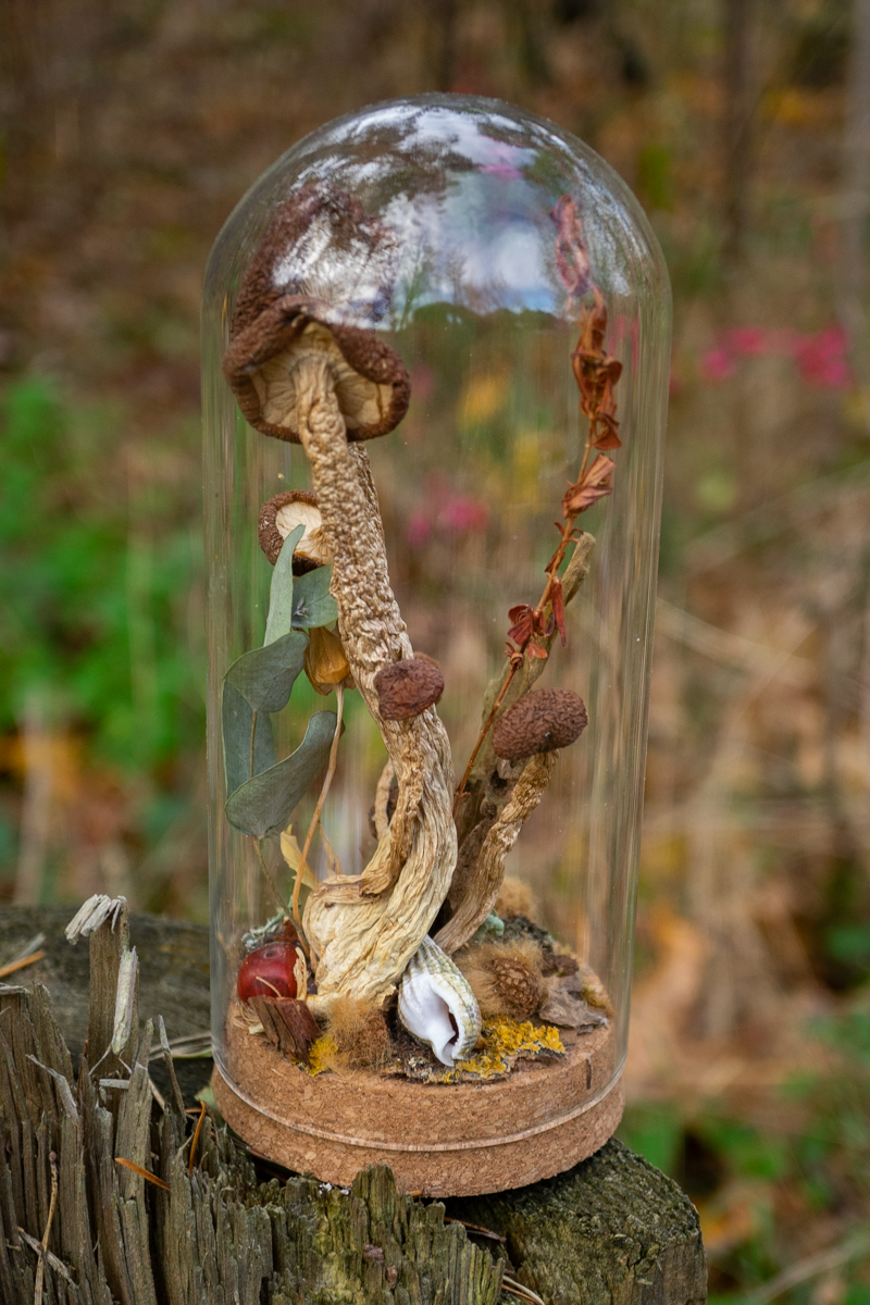 Wald im Glas - Glaskuppel