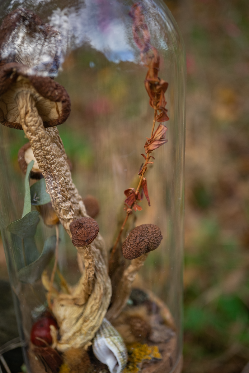 Wald im Glas - Glaskuppel