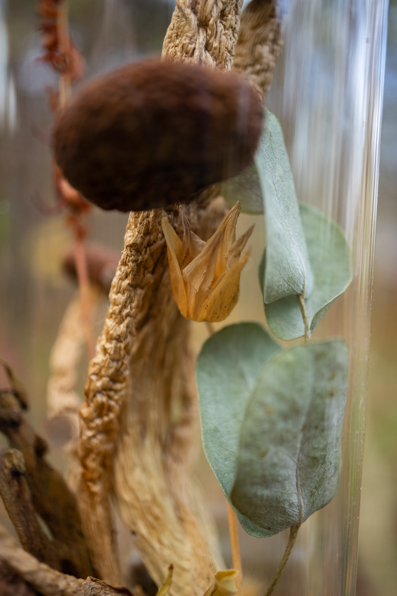 Wald im Glas - Glaskuppel