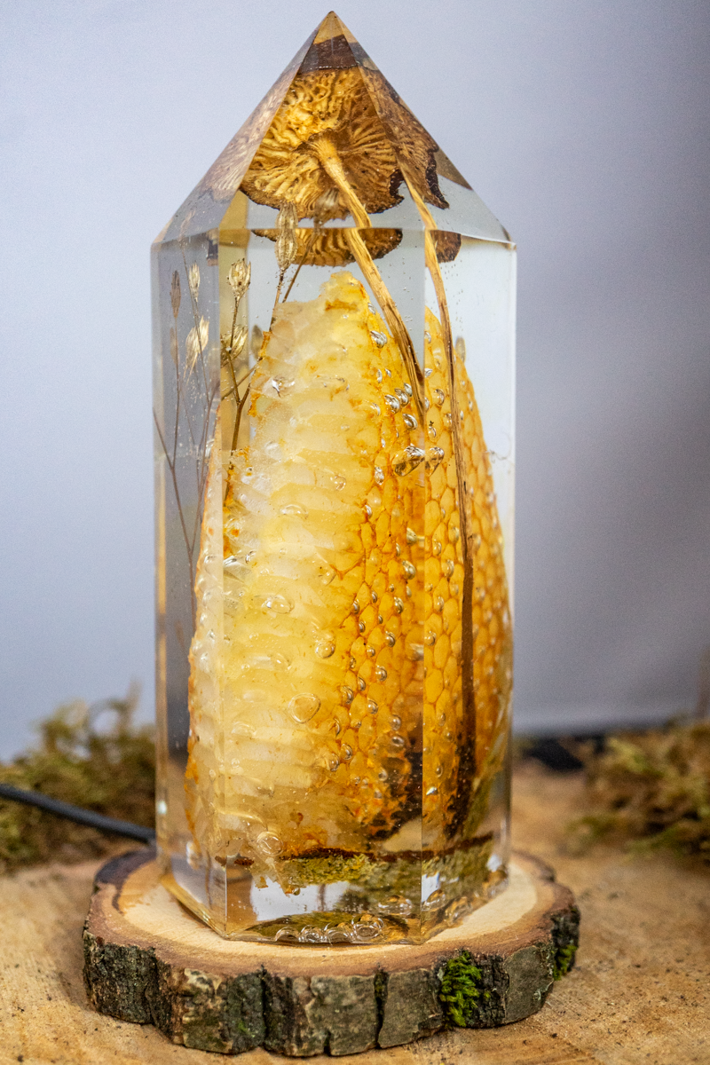 Die Struktur des Lichts - Honigwabe mit Buchenrübling