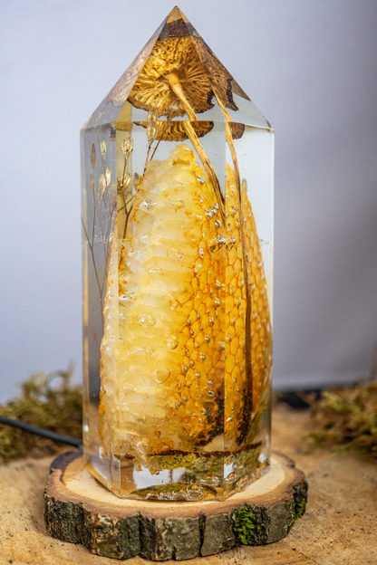 Die Struktur des Lichts - Honigwabe mit Buchenrübling