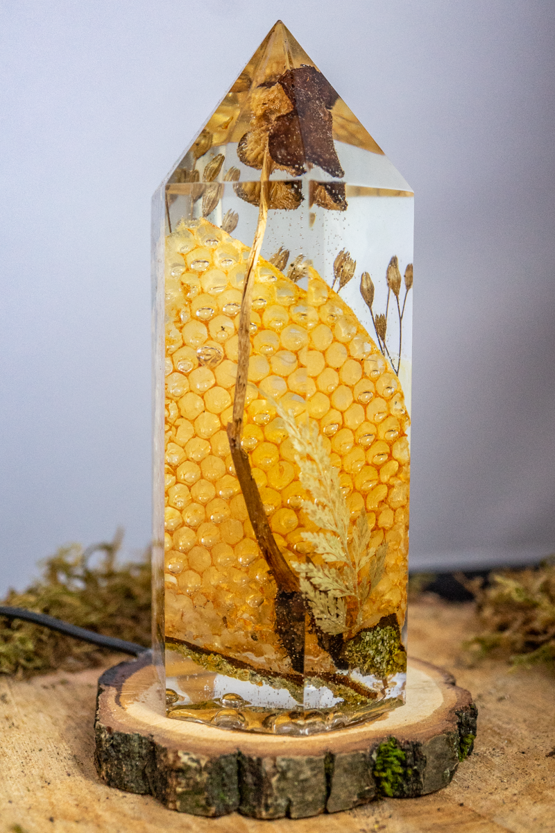 Die Struktur des Lichts - Honigwabe mit Buchenrübling