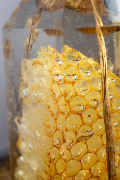 Die Struktur des Lichts - Honigwabe mit Buchenrübling