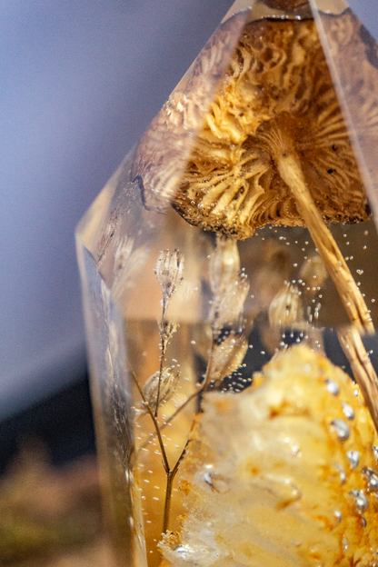 Die Struktur des Lichts - Honigwabe mit Buchenrübling