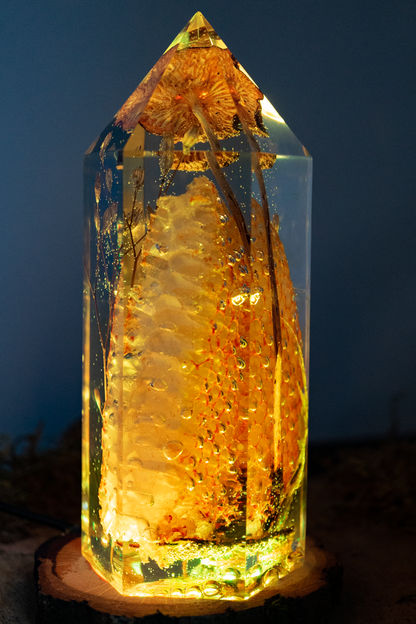 Die Struktur des Lichts - Honigwabe mit Buchenrübling