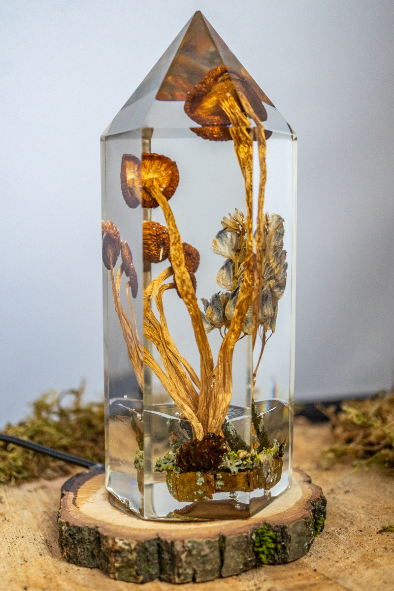 Vom Rhythmus des Bodens - Südliche Ackerlinge mit Lupinenblüte