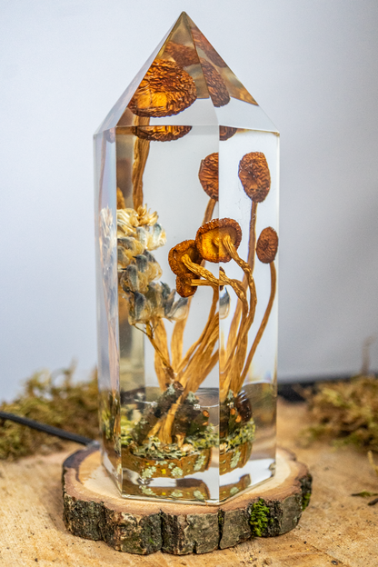 Vom Rhythmus des Bodens - Südliche Ackerlinge mit Lupinenblüte