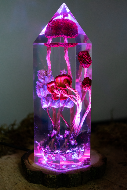 Vom Rhythmus des Bodens - Südliche Ackerlinge mit Lupinenblüte