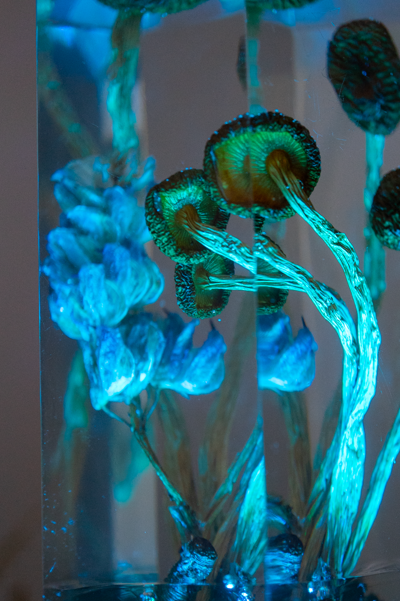 Vom Rhythmus des Bodens - Südliche Ackerlinge mit Lupinenblüte