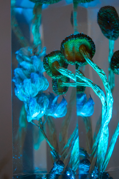 Vom Rhythmus des Bodens - Südliche Ackerlinge mit Lupinenblüte