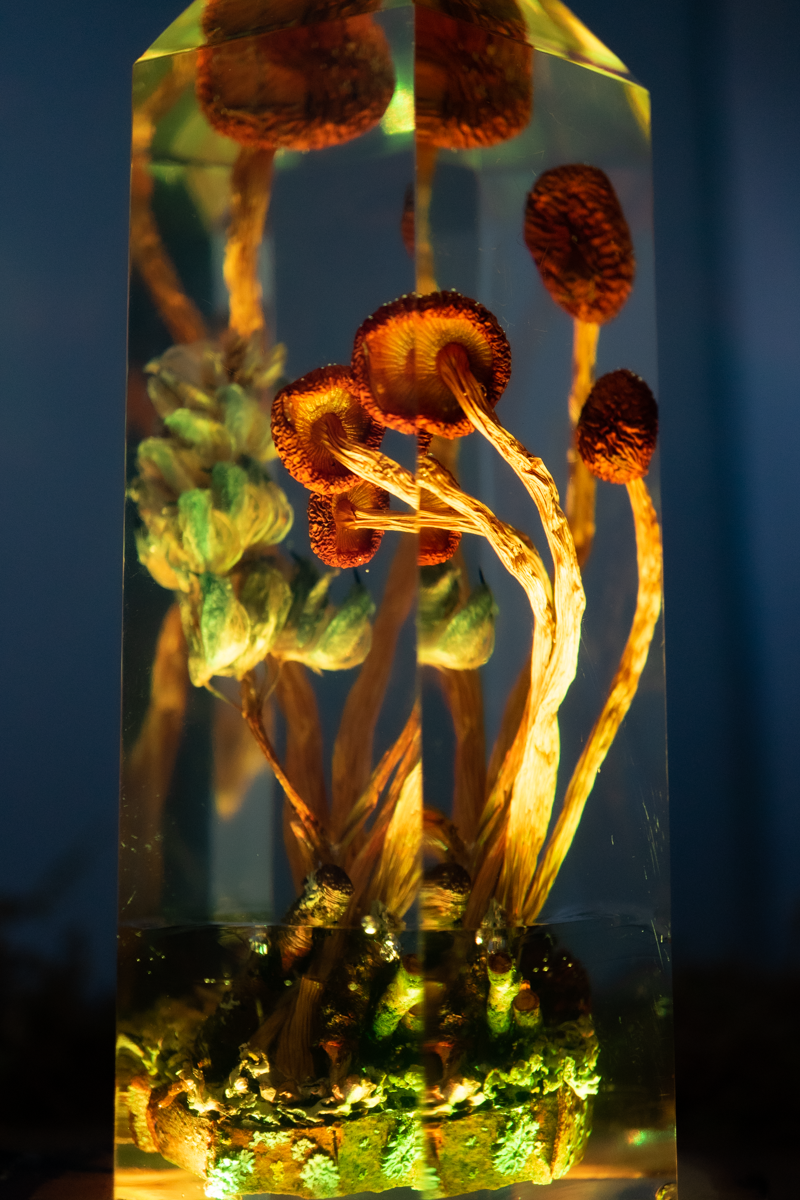 Vom Rhythmus des Bodens - Südliche Ackerlinge mit Lupinenblüte