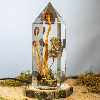 Vom Rhythmus des Bodens - Südliche Ackerlinge mit Lupinenblüte