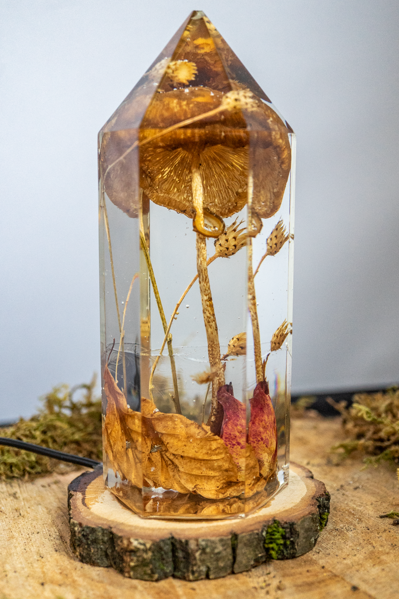 Vom Wachsen und Vergehen - Riesenschirmling im Urwald