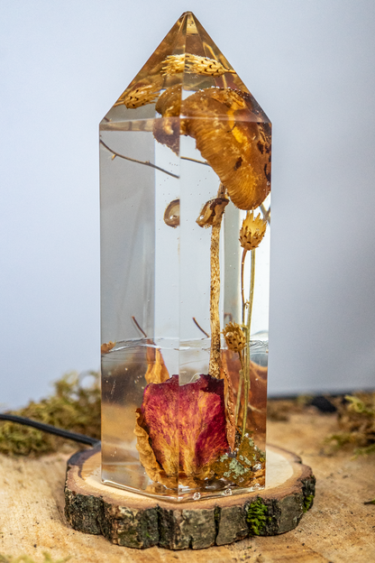 Vom Wachsen und Vergehen - Riesenschirmling im Urwald