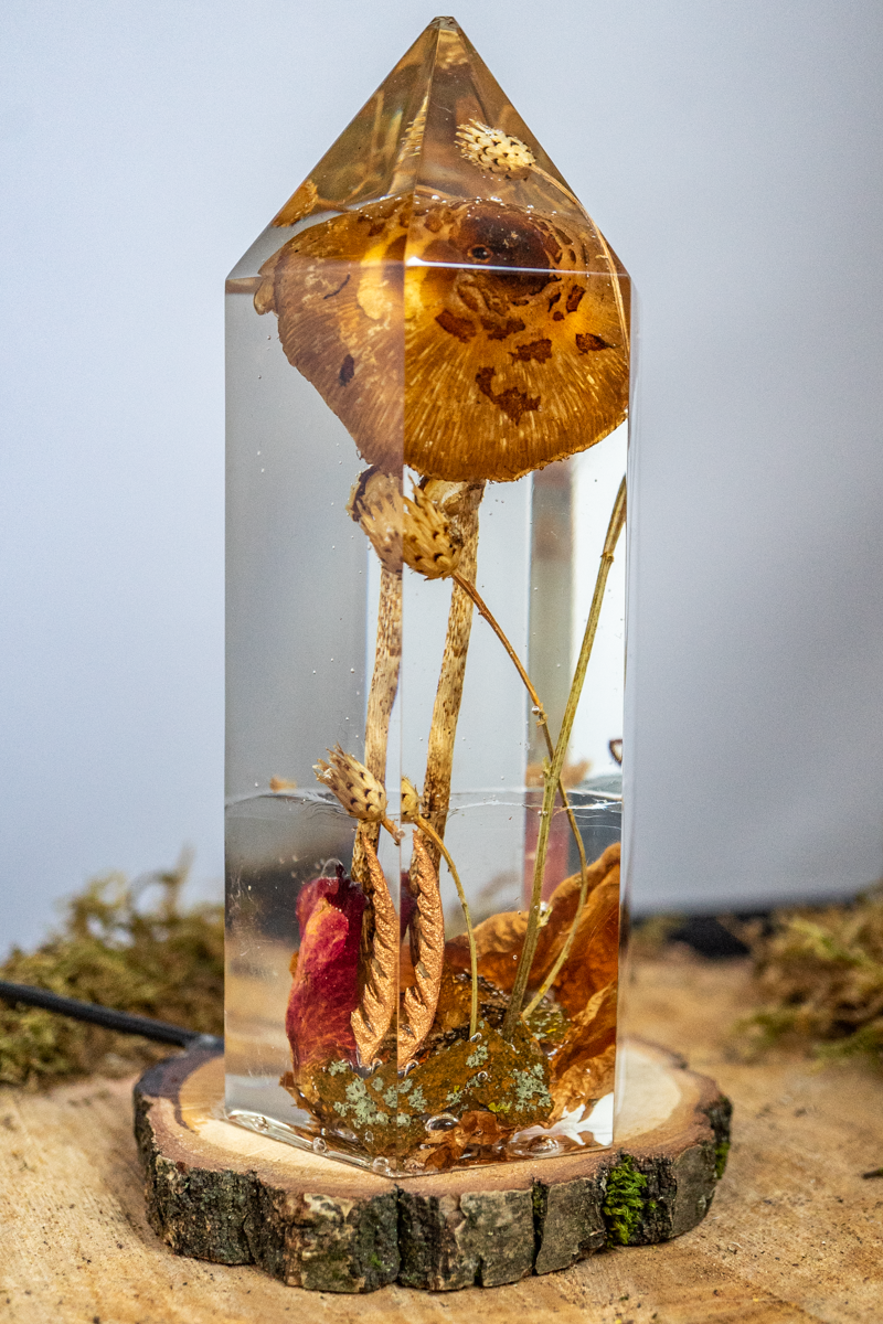 Vom Wachsen und Vergehen - Riesenschirmling im Urwald