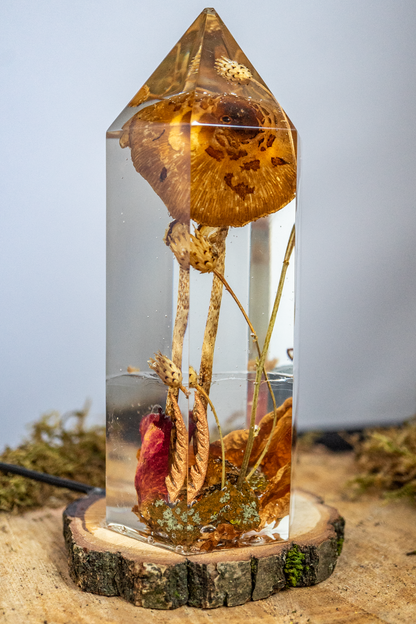 Vom Wachsen und Vergehen - Riesenschirmling im Urwald