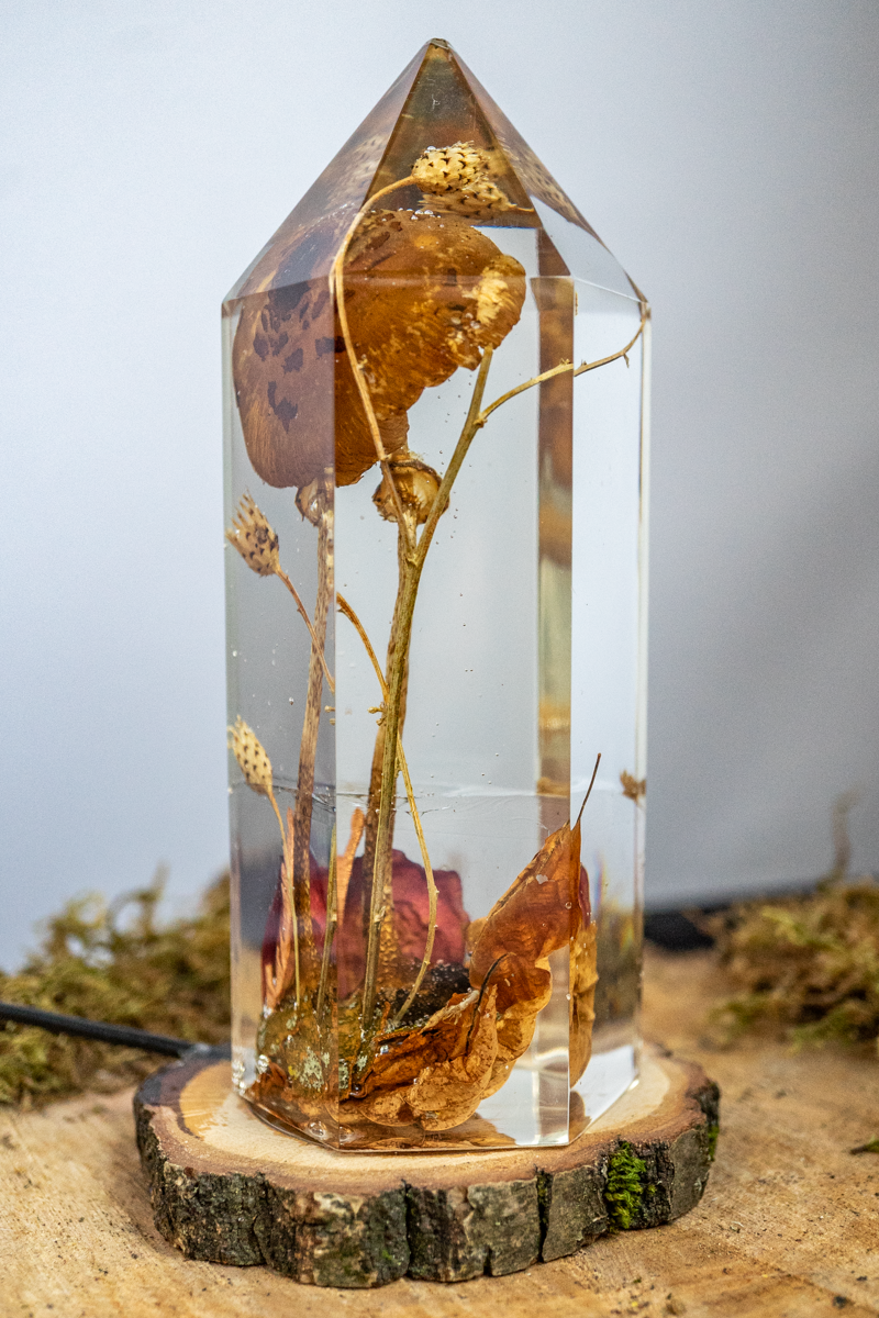 Vom Wachsen und Vergehen - Riesenschirmling im Urwald