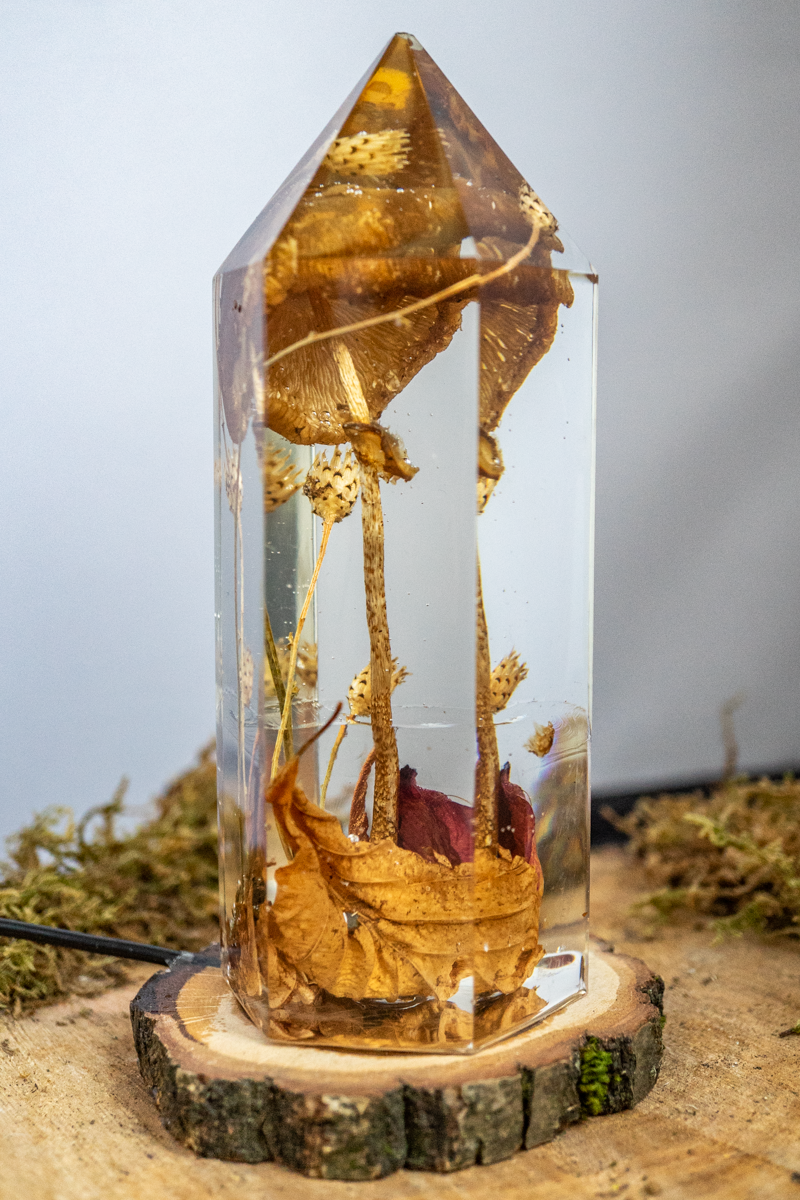 Vom Wachsen und Vergehen - Riesenschirmling im Urwald