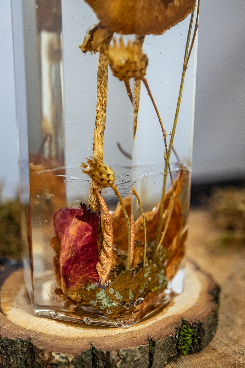 Vom Wachsen und Vergehen - Riesenschirmling im Urwald