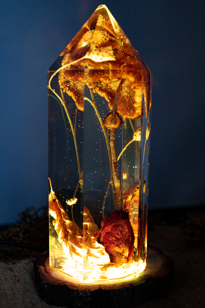 Vom Wachsen und Vergehen - Riesenschirmling im Urwald