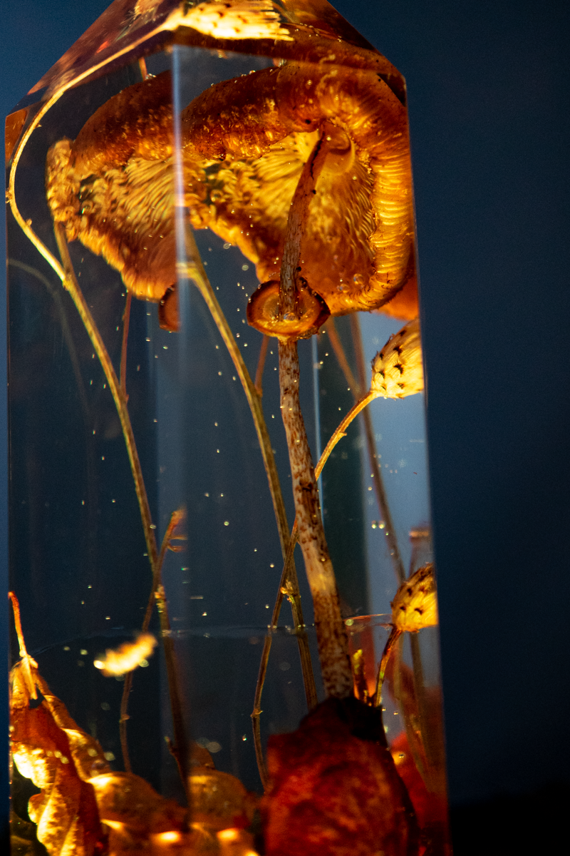 Vom Wachsen und Vergehen - Riesenschirmling im Urwald