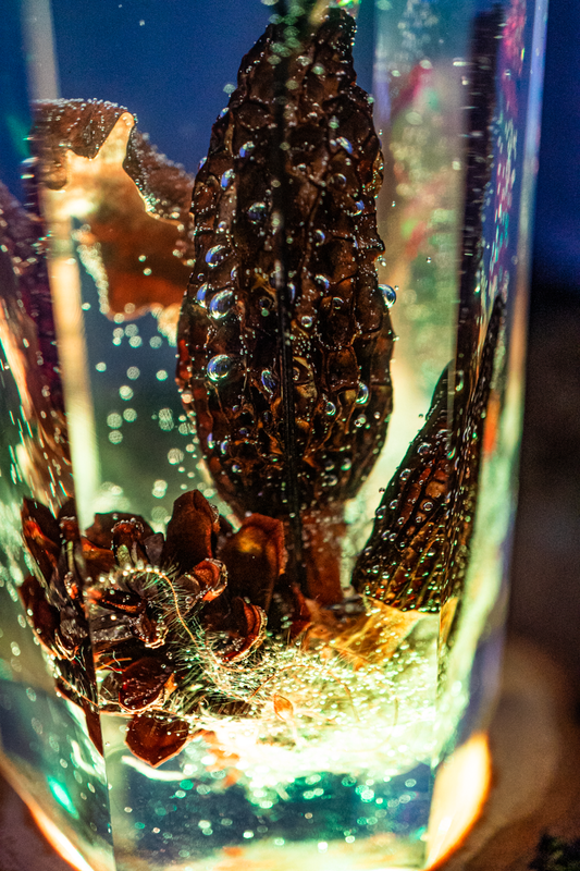 Topographie des Geschmacks - Speisemorchel mit Regenbogen