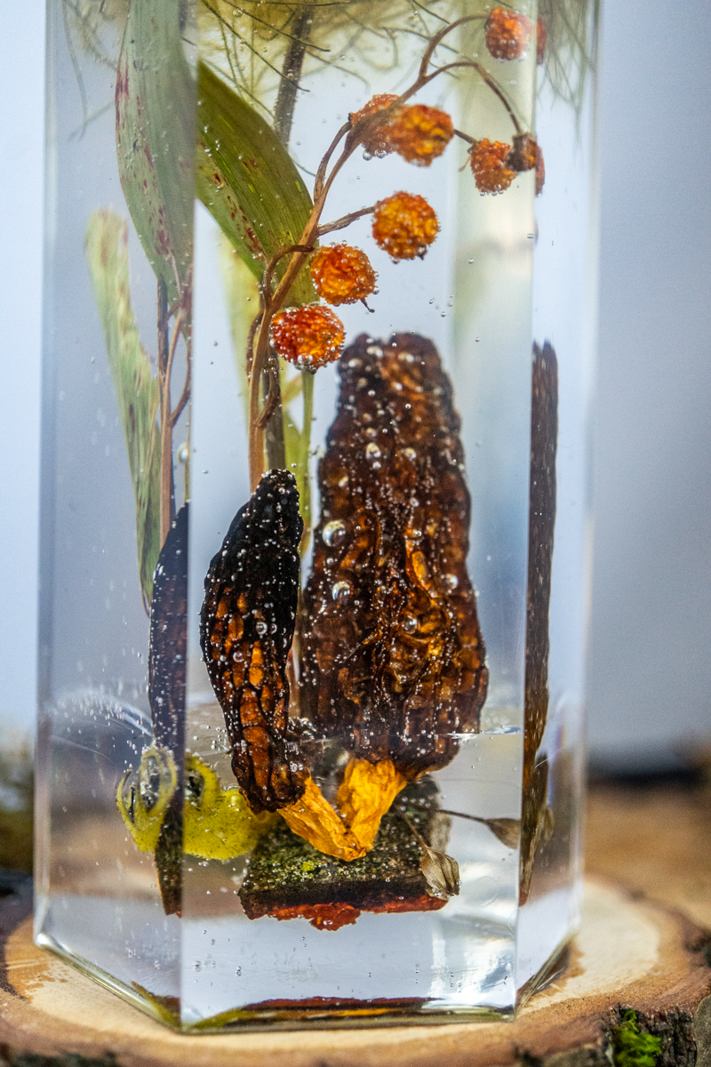 Das Gedächtnis der Blüten - Speisemorchel mit Blütenständen