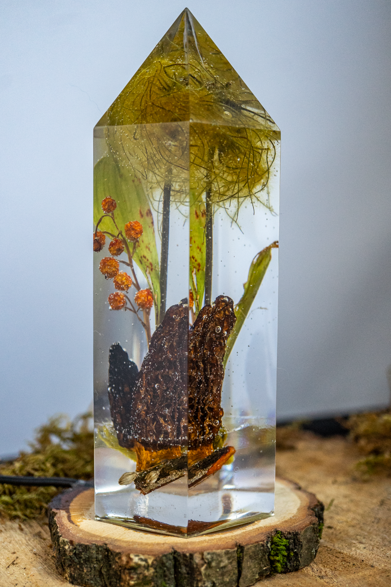 Das Gedächtnis der Blüten - Speisemorchel mit Blütenständen