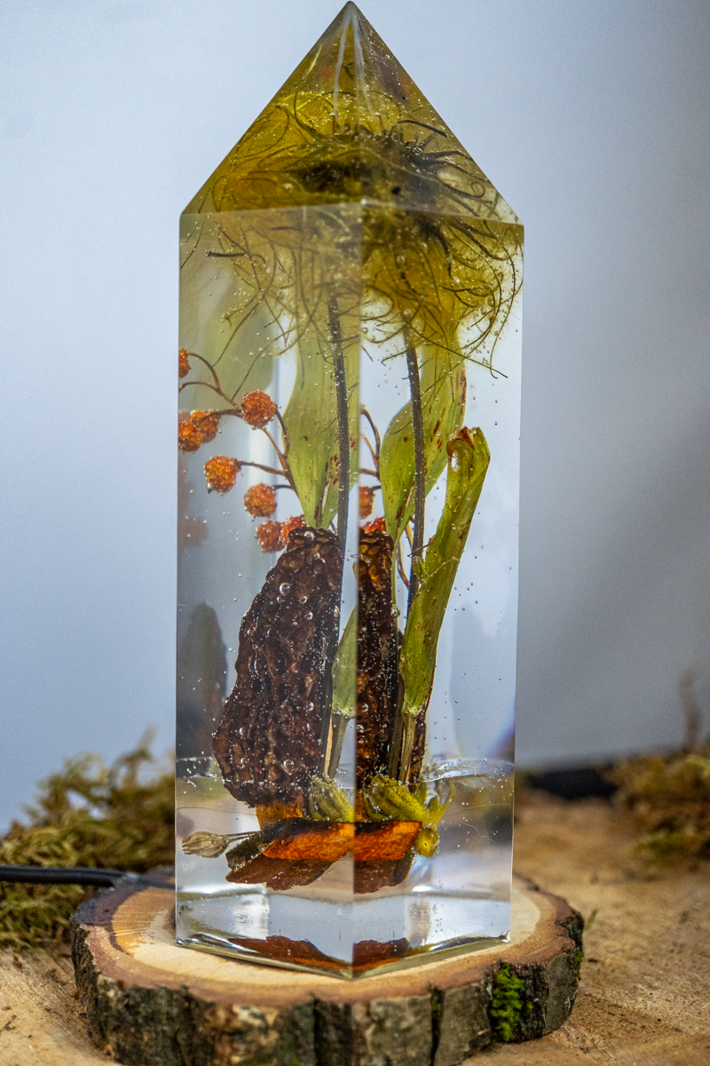 Das Gedächtnis der Blüten - Speisemorchel mit Blütenständen