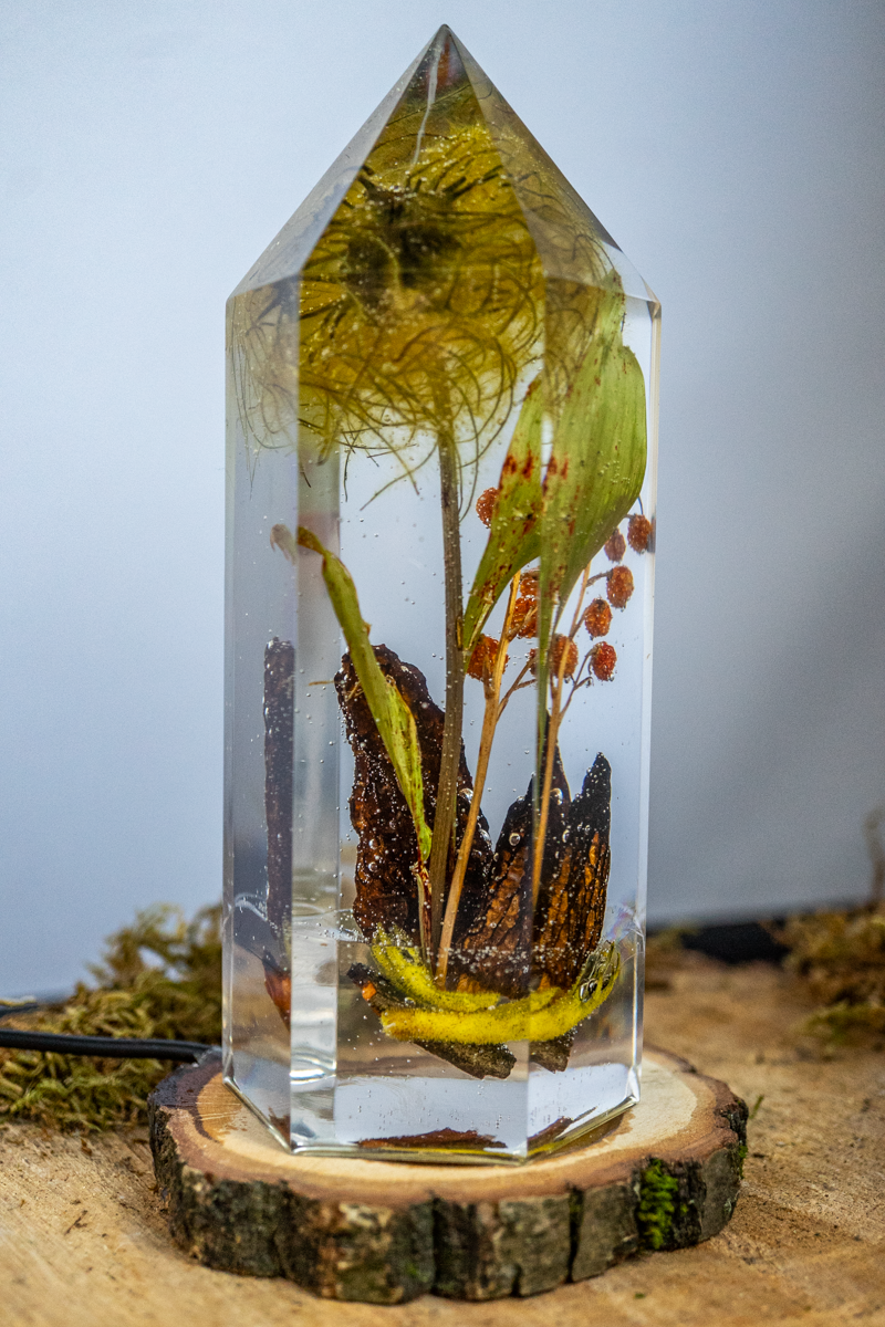 Das Gedächtnis der Blüten - Speisemorchel mit Blütenständen