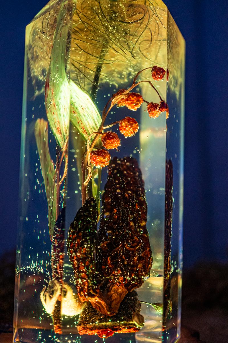 Das Gedächtnis der Blüten - Speisemorchel mit Blütenständen