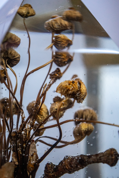 Das Gedächtnis des Bodens - Folgezersetzer in flüchtiger Aktion