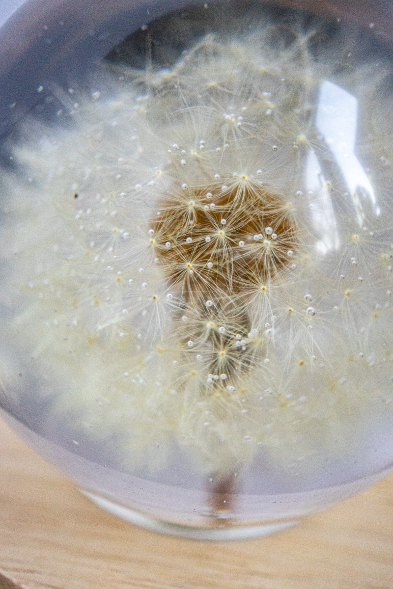 LED-Nachttischlampe mit Pusteblume <3