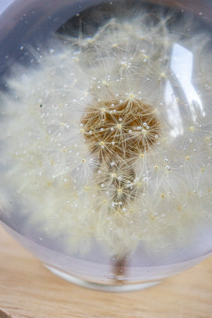 LED-Nachttischlampe mit Pusteblume <3