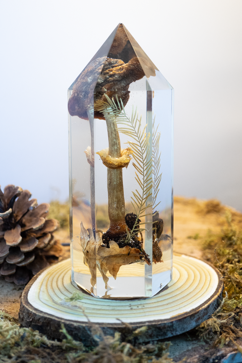 Der Atem der Erle - Riesenschirmling & Erlenzapfen