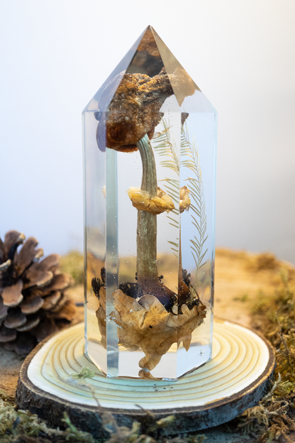 Der Atem der Erle - Riesenschirmling & Erlenzapfen