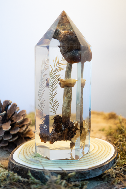 Der Atem der Erle - Riesenschirmling & Erlenzapfen