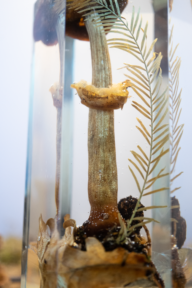 Der Atem der Erle - Riesenschirmling & Erlenzapfen