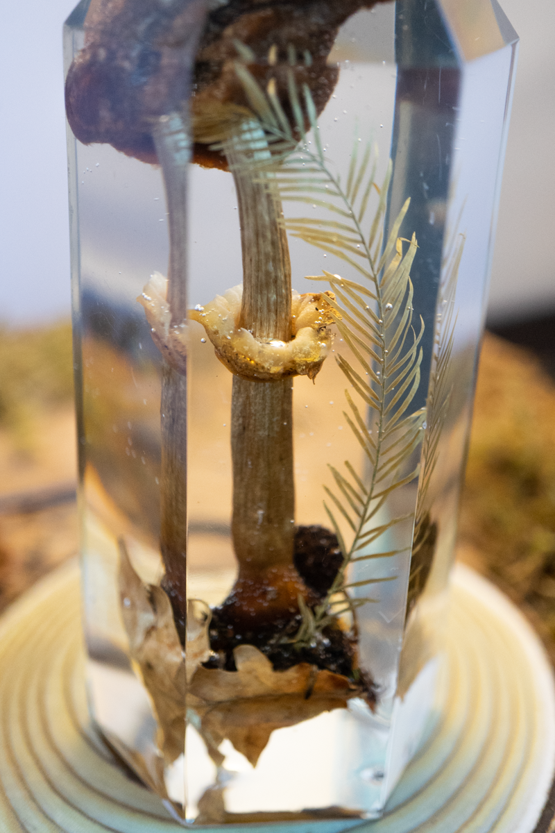 Der Atem der Erle - Riesenschirmling & Erlenzapfen