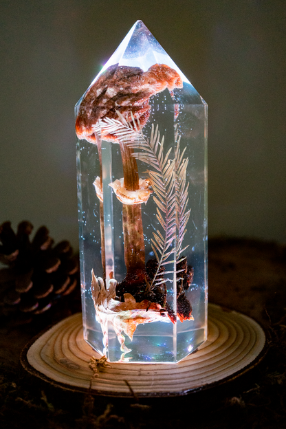 Der Atem der Erle - Riesenschirmling & Erlenzapfen