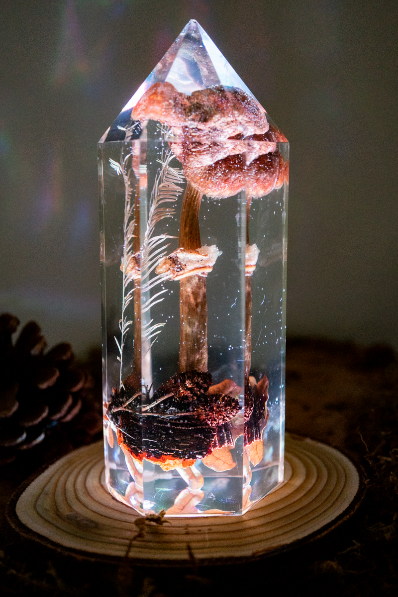 Der Atem der Erle - Riesenschirmling & Erlenzapfen