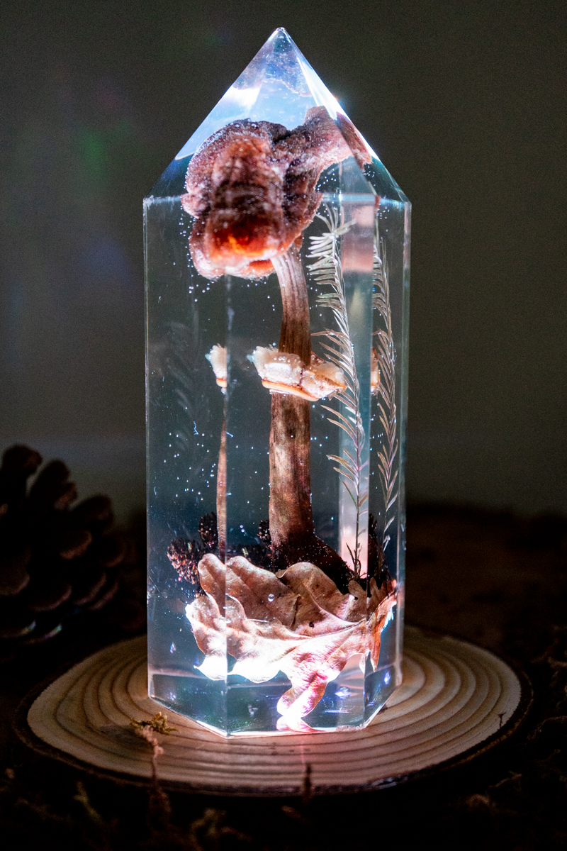 Der Atem der Erle - Riesenschirmling & Erlenzapfen