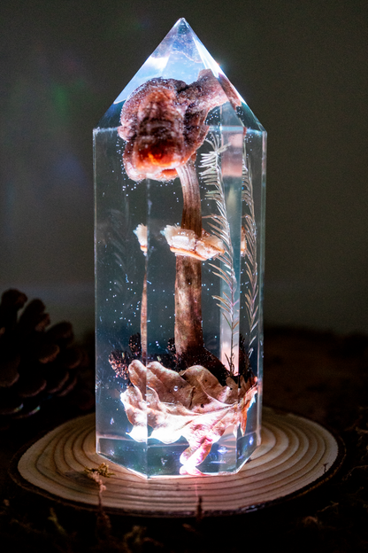 Der Atem der Erle - Riesenschirmling & Erlenzapfen