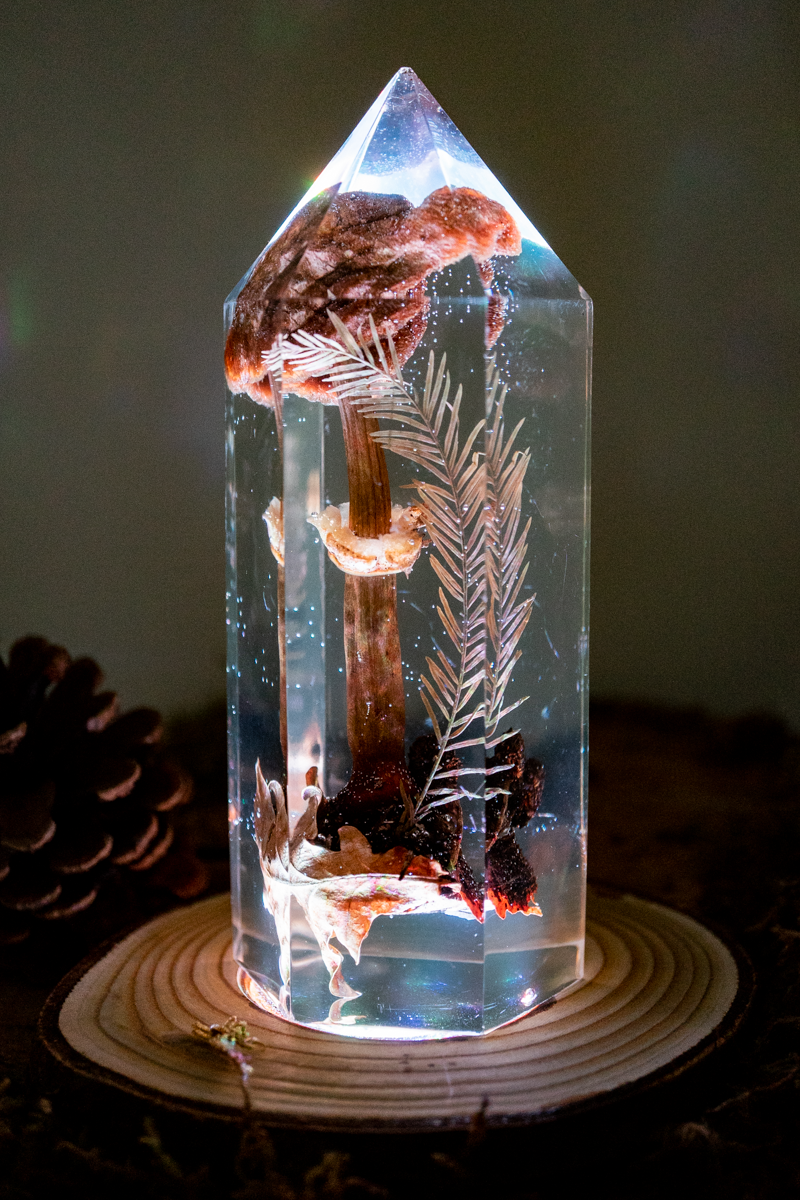 Der Atem der Erle - Riesenschirmling & Erlenzapfen