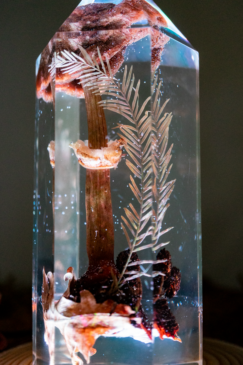 Der Atem der Erle - Riesenschirmling & Erlenzapfen