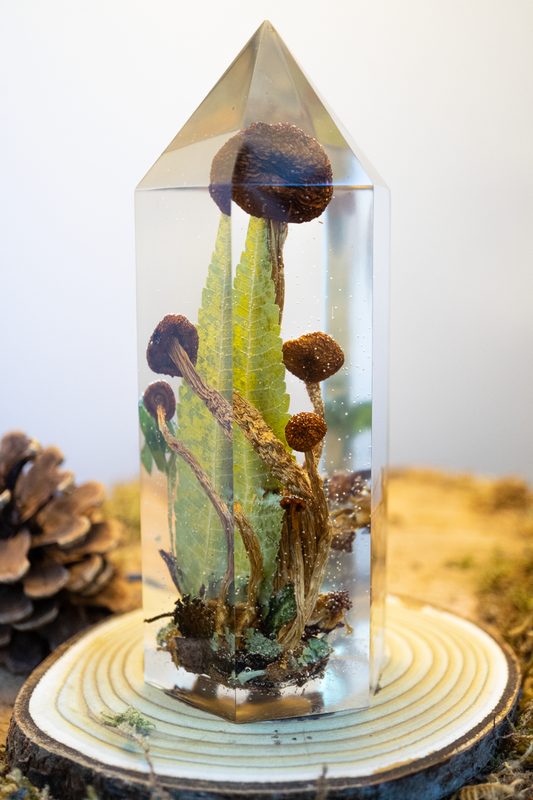 Wurzeln ohne Boden - Südlicher Ackerling & großes Blatt