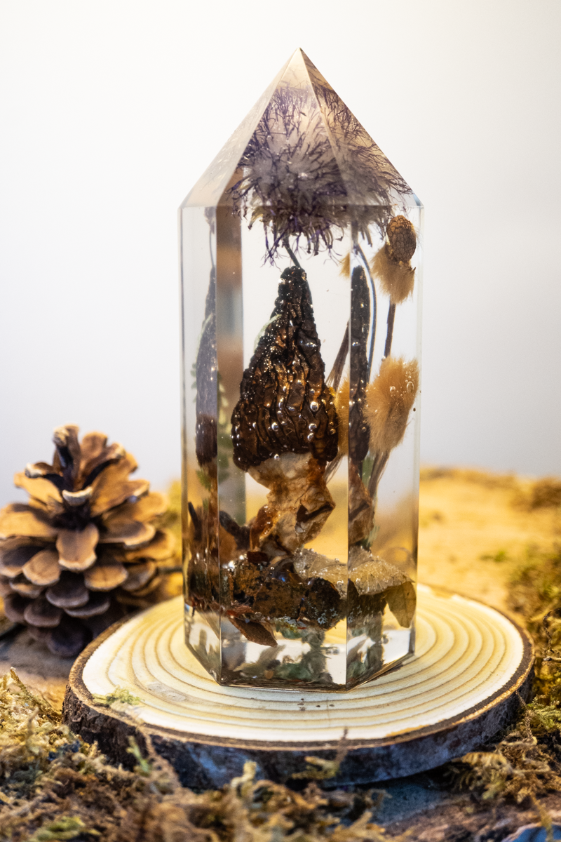 Die letzte Ernte - Morchel, Platanenpuschel & Distelblüte