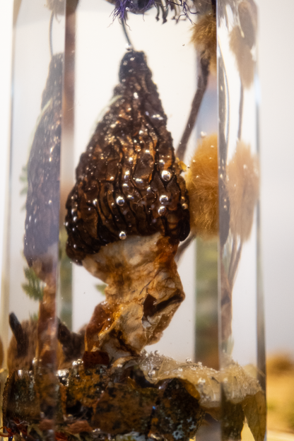 Die letzte Ernte - Morchel, Platanenpuschel & Distelblüte