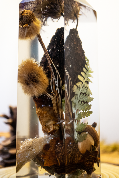 Die letzte Ernte - Morchel, Platanenpuschel & Distelblüte